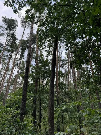 Prodej podílu lesa, Břehy, 7377 m2