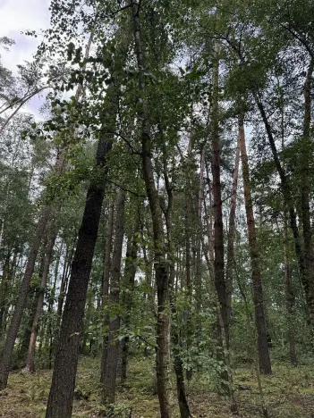 Prodej podílu lesa, Břehy, 7377 m2