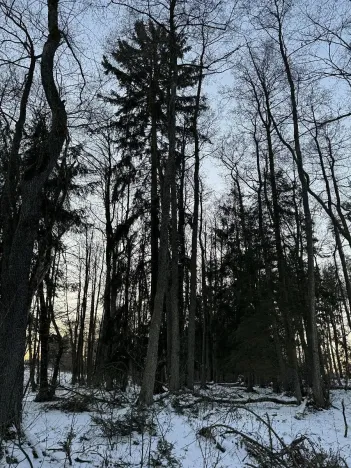 Prodej podílu lesa, Smilovy Hory, 938 m2