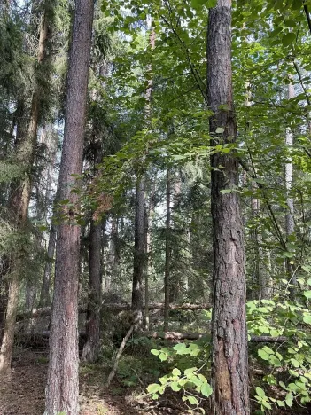 Prodej podílu pozemku, Velký Ratmírov, 3510 m2