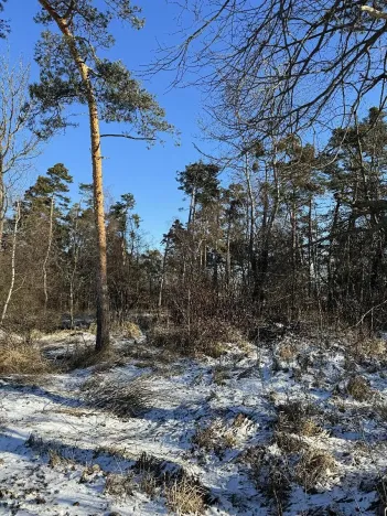 Prodej lesa, Sedlec, 1646 m2