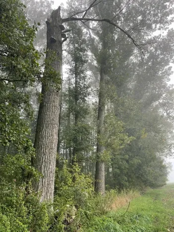 Prodej podílu lesa, Dobruška, 986 m2