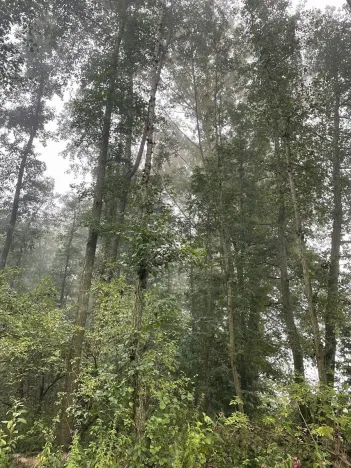 Prodej podílu lesa, Dobruška, 986 m2