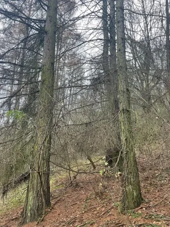 Prodej lesa, Městečko Trnávka, 4106 m2