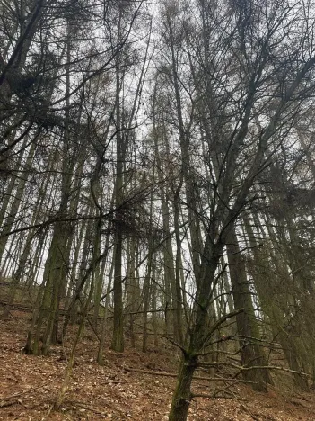 Prodej lesa, Městečko Trnávka, 4106 m2