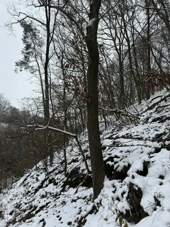 Prodej podílu lesa, Vysoká, 2782 m2