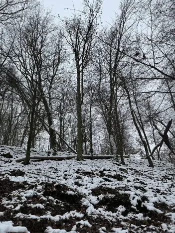 Prodej podílu lesa, Vysoká, 2782 m2