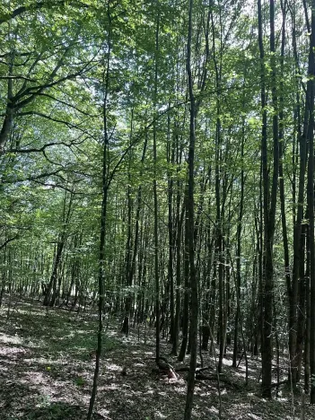 Prodej lesa, Valašská Polanka, 2906 m2