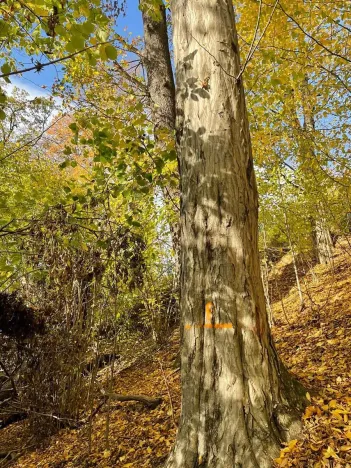 Prodej lesa, Mikulovice, 1838 m2