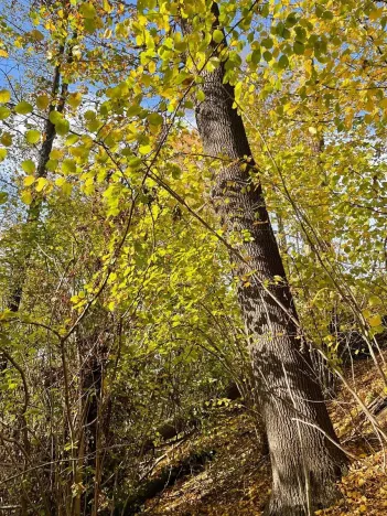 Prodej lesa, Mikulovice, 1838 m2