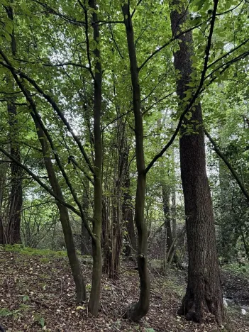 Prodej pozemku, Blíževedly, 2644 m2