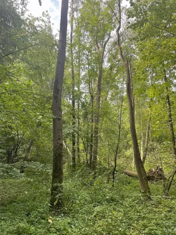 Prodej lesa, Český Těšín, 5193 m2