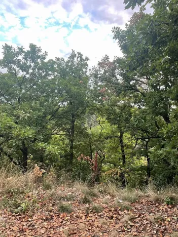 Prodej lesa, Bílina, 7458 m2