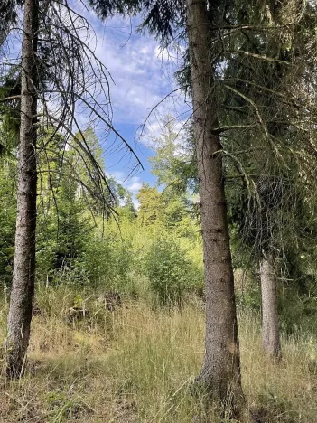 Prodej lesa, Bělá u Jevíčka, 5469 m2