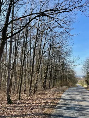 Prodej podílu lesa, Poběžovice u Holic, 4756 m2