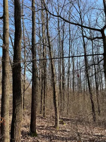 Prodej podílu lesa, Poběžovice u Holic, 4756 m2