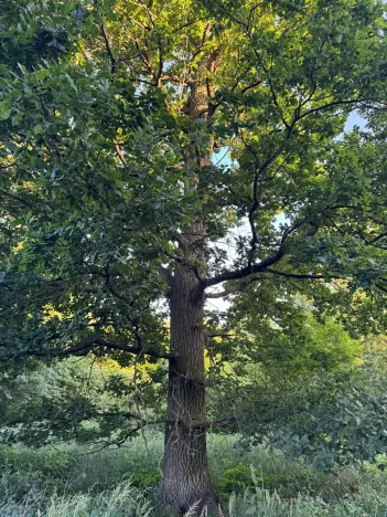 Prodej lesa, Vlašim, 3990 m2