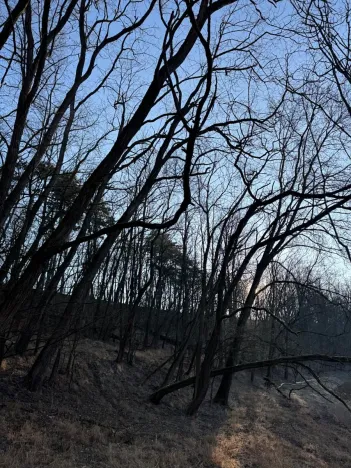 Prodej lesa, Mělnické Vtelno, 14454 m2