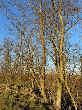 Prodej lesa, Mělnické Vtelno, 4269 m2