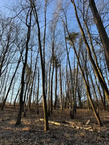 Prodej lesa, Mělnické Vtelno, 14092 m2