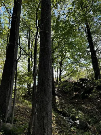 Prodej podílu lesa, Žulová, 7174 m2