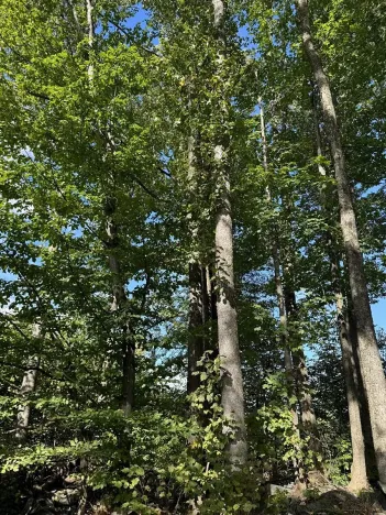 Prodej podílu lesa, Žulová, 7174 m2