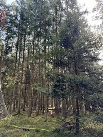 Prodej lesa, Hromnice, 20955 m2