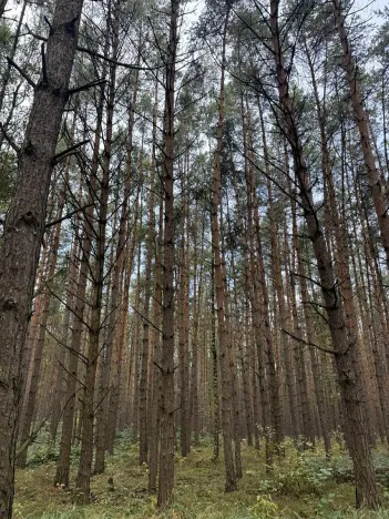 Prodej lesa, Hromnice, 20955 m2