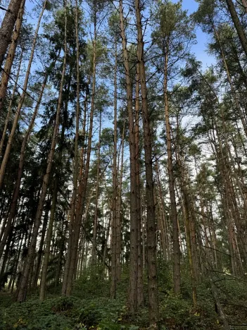 Prodej lesa, Hromnice, 12972 m2