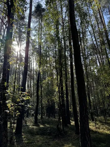 Prodej lesa, Hromnice, 12972 m2