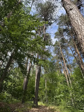 Prodej lesa, Úpice, 7765 m2