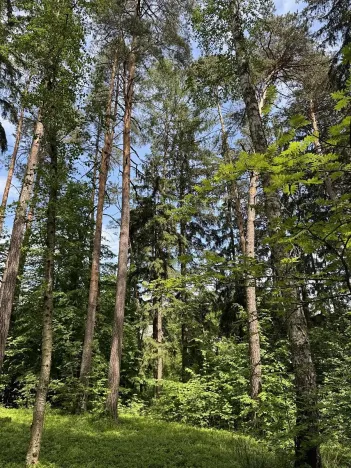 Prodej lesa, Úpice, 7765 m2