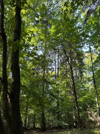 Prodej podílu lesa, Liberk, 5585 m2