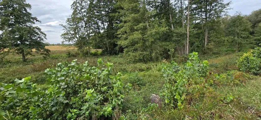 Prodej zahrady, Borek, 3737 m2