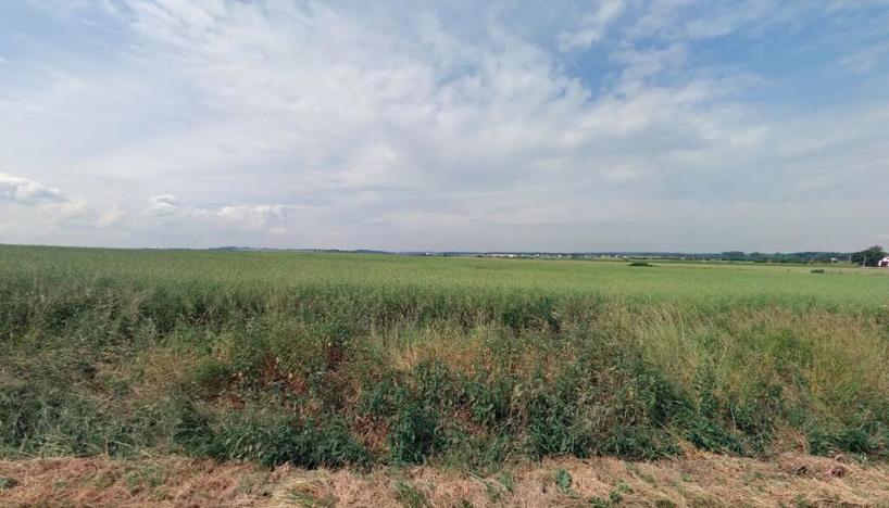 Prodej pole, Horušice, 11309 m2