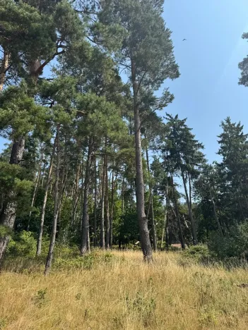 Prodej podílu lesa, Volenice, 3827 m2