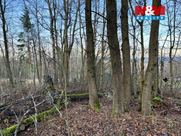 Prodej lesa, Borovnice, 38344 m2