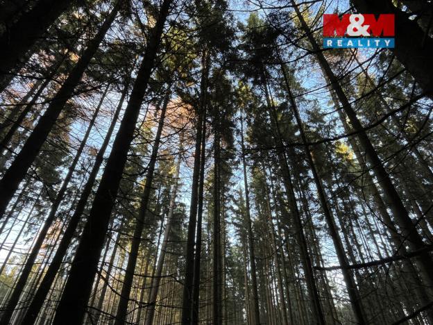 Prodej lesa, Borovnice, 38344 m2