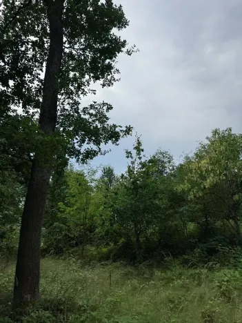 Prodej lesa, Temelín, 6256 m2