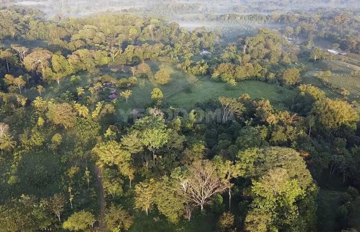 Prodej pozemku pro bydlení, Puerto Jiménez, Kostarika, Calle Los Pollos, 8924 m2