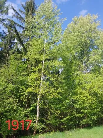 Prodej lesa, Vyskytná, 12390 m2