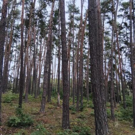 Prodej lesa, Nečín, 14980 m2