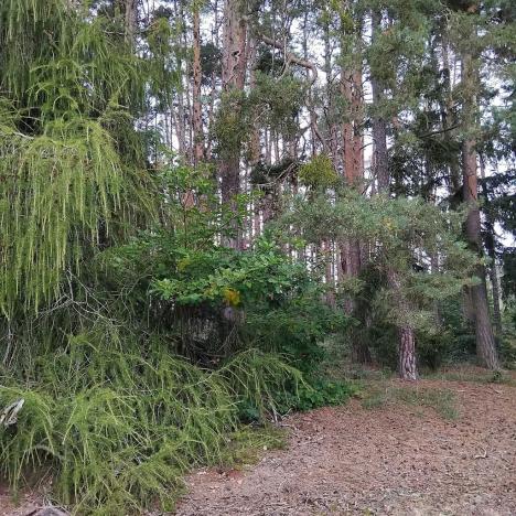 Prodej lesa, Nečín, 44533 m2