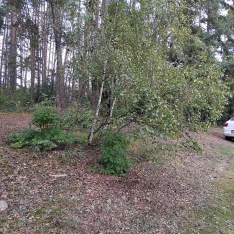 Prodej lesa, Nečín, 44533 m2