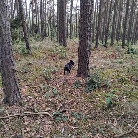 Prodej lesa, Nečín, 44533 m2