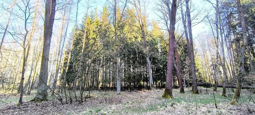 Prodej lesa, Františkovy Lázně, Jezerní, 2956 m2