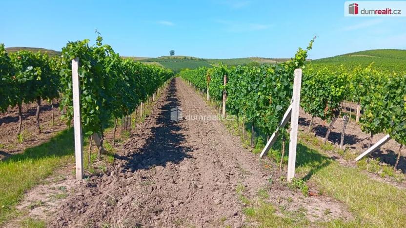 Prodej pole, Dolní Dunajovice, 20996 m2