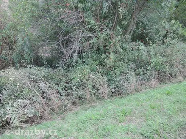 Dražba pozemku, Třebichovice, 6533 m2