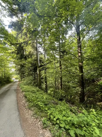 Dražba lesa, Vidče, 12993 m2