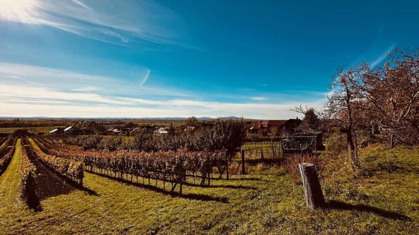 Prodej vinného sklepa, Velké Bílovice, 100 m2